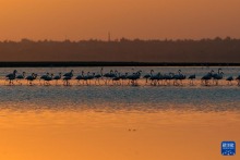 埃及：火烈鸟越冬加龙湖
