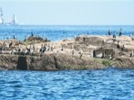 辽宁大连长山群岛候鸟栖息地成功纳入世界自然遗产 那群候鸟为何偏爱这片群岛