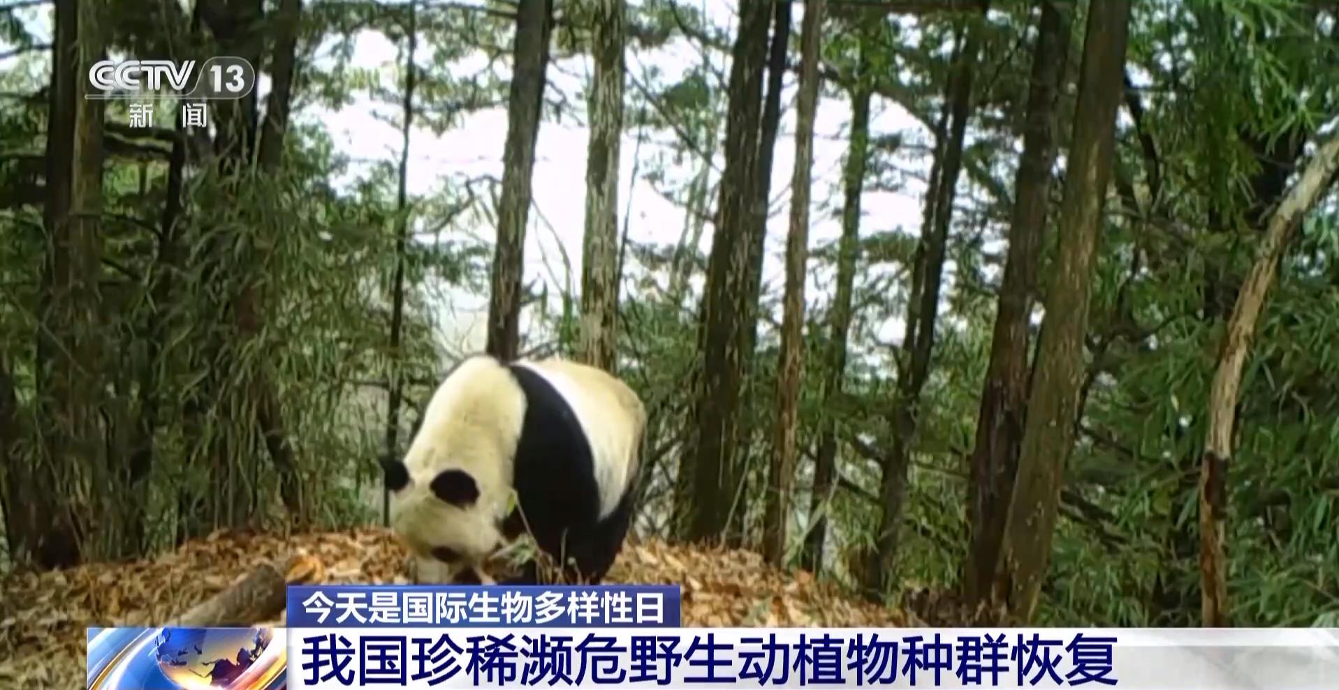 中国生物多样性保护成效如何？这份“成绩单”亮了