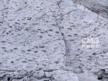 “给冬奥会的礼物” 意大利发现大量恐龙足迹