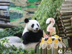 莫斯科动物园为首只在俄降生大熊猫庆祝两周岁生
