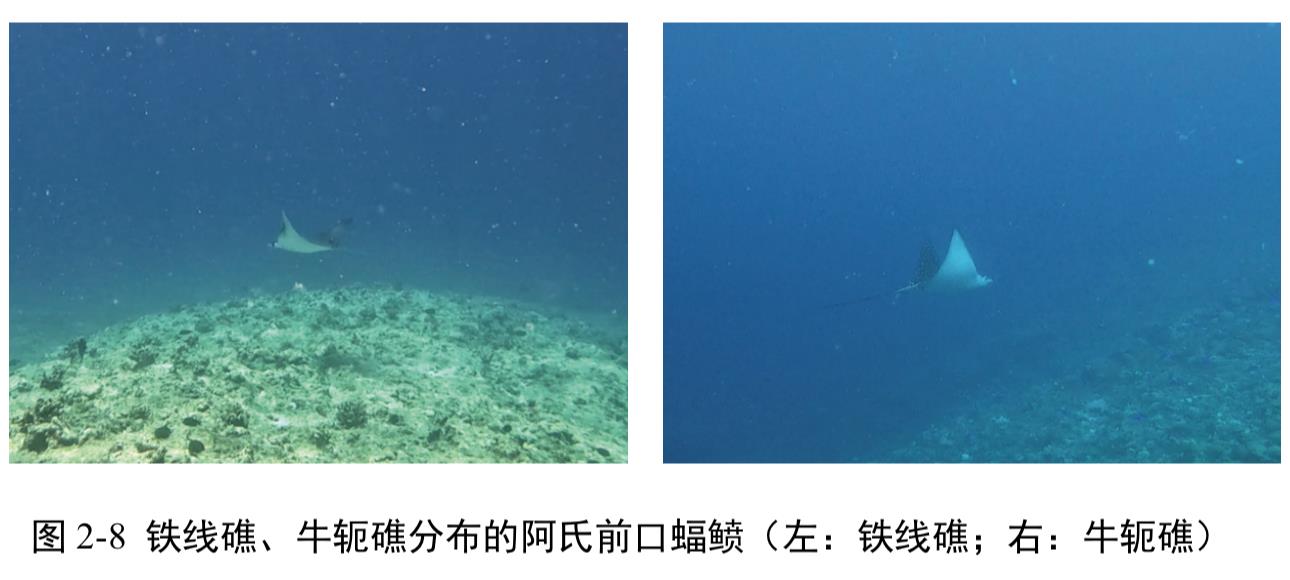 中国首次发布铁线礁、牛轭礁珊瑚礁“体检”报告 菲炮制言论毫无科学和事实依据