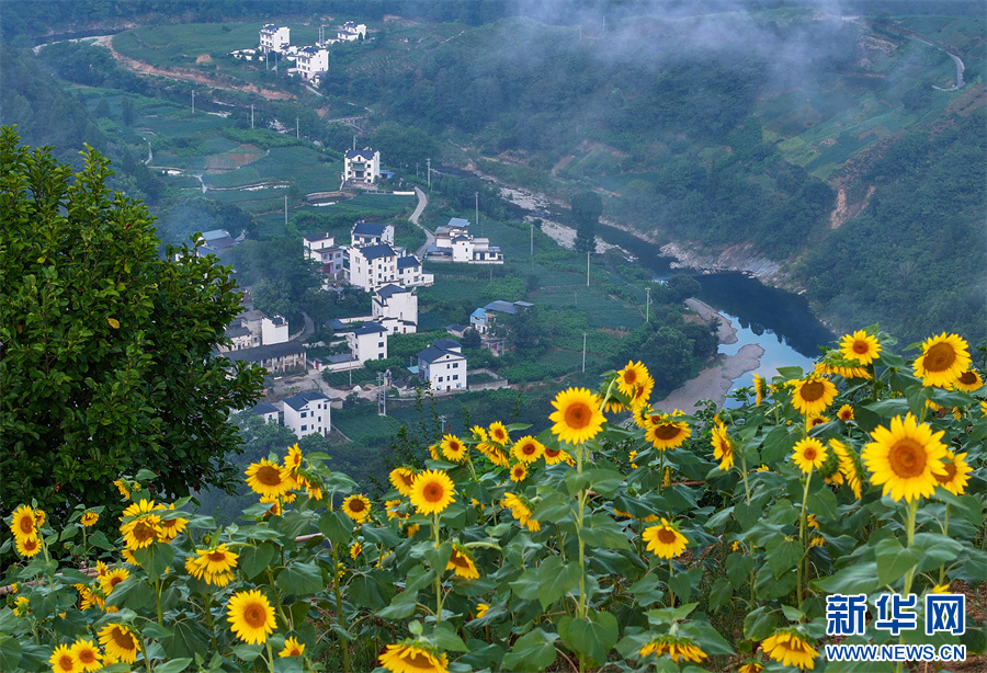 安徽歙县：夏日乡村 花开似海