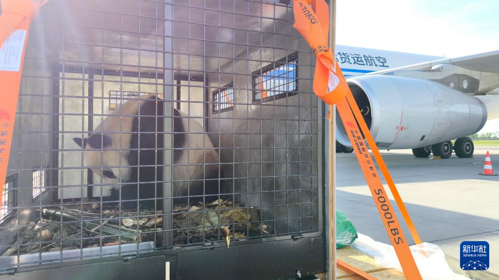 大熊猫“荷风”“兰韵”抵达奥地利维也纳