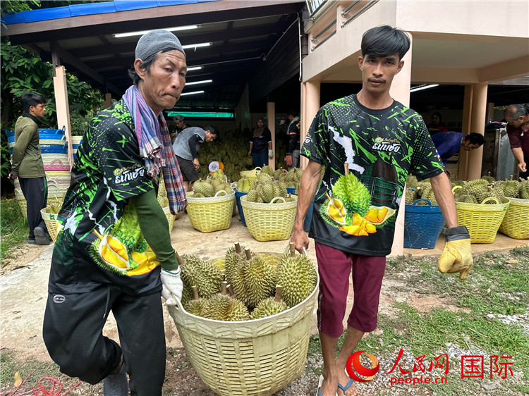 泰国果农感谢中国政府特事特办促进泰榴莲通关顺畅