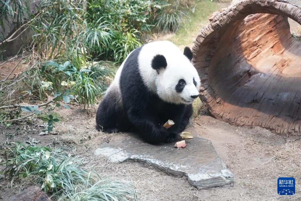 香港故事丨“熊抱”的幸福：大熊猫与香港的独家记忆