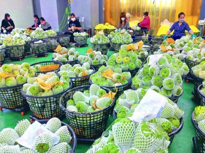 民进党当局把“何不食肉糜”演成了连续剧_fororder_微信图片_20260625202805_30_8_副本