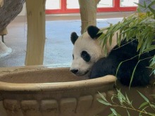 大熊猫“荷风”“兰韵”正式亮相奥地利维也纳美泉宫动物园