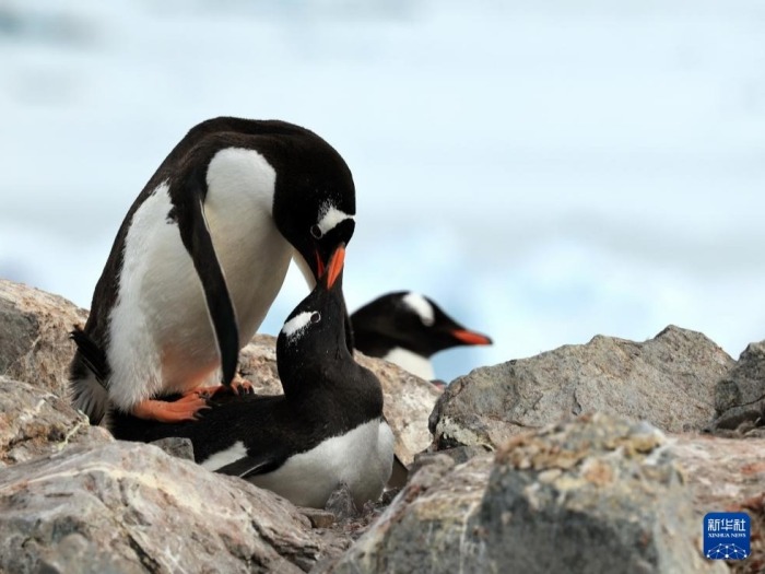 南极洲盛夏掠影