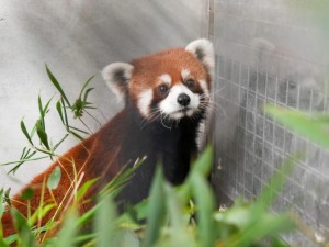 “双城论坛”再结硕果 上海动物园小熊猫顺利抵台