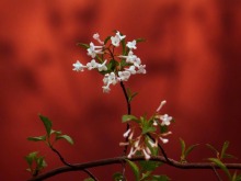 繁花盛开！故宫实力诠释满园春色