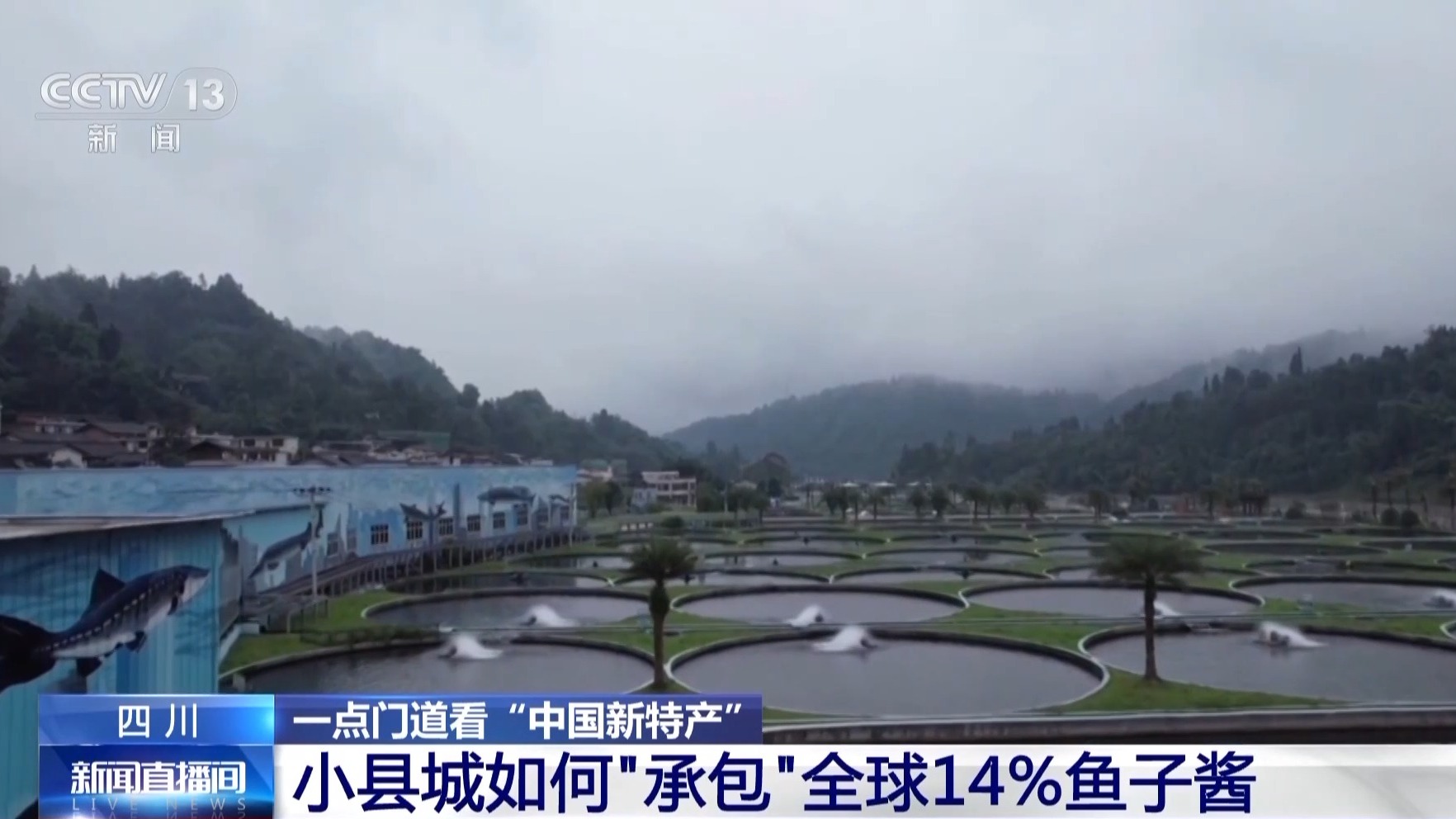 全球14%的鱼子酱产自这里 来看一粒鱼子酱的“环球之旅”