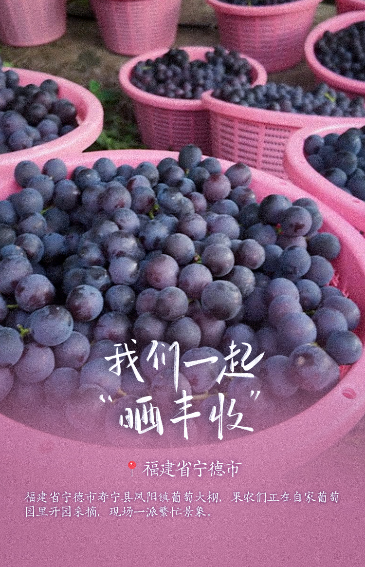 稻花香里说丰年！高清大图邀您共赏华夏“丰”光
