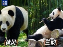 外交部：愿与国际合作伙伴继续在大熊猫等濒危物种保护领域交流合作