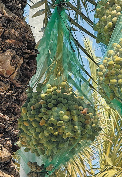 科威特迎来椰枣收获季