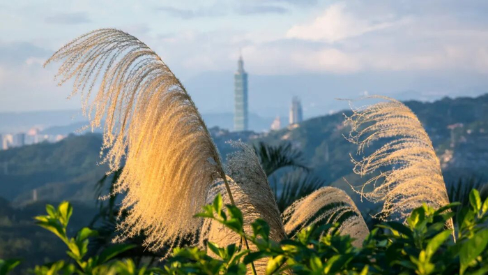 台湾观众“我们都爱陈丽君”背后