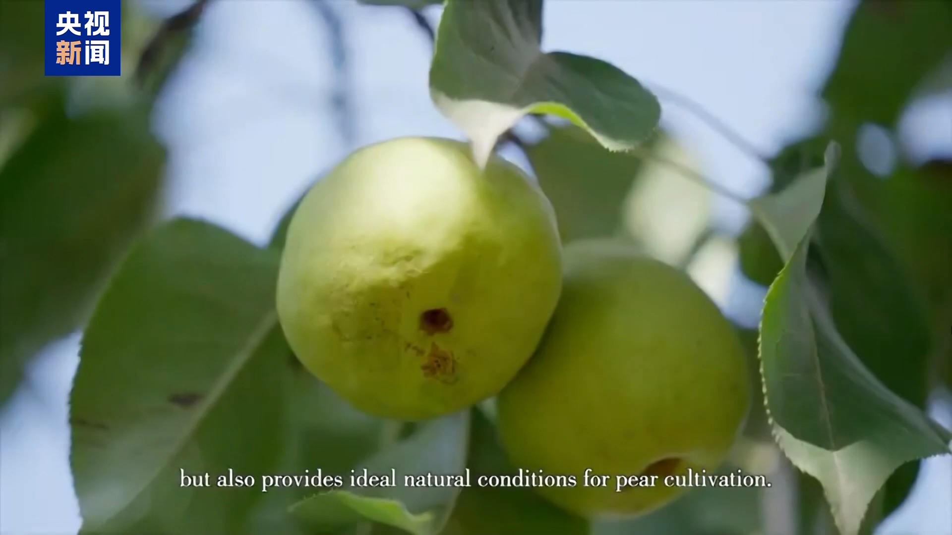 联合国粮农组织：中国新增3项全球重要农业文化遗产系统