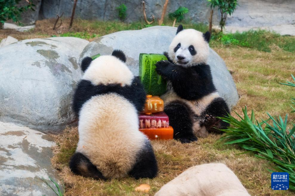首对港产大熊猫“加加”“得得”庆生记