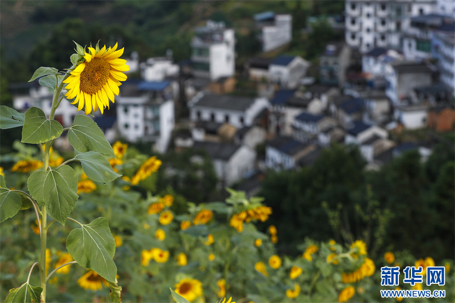 安徽歙县：夏日乡村 花开似海