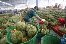 泰国尖竹汶府：又到榴莲季