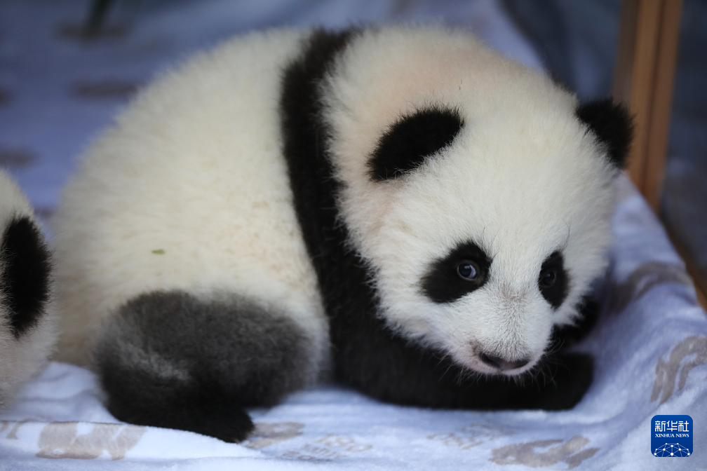 旅德大熊猫双胞胎幼崽定名“梦好”“梦甜” 旅德大熊猫双胞胎幼崽定名“梦好”“梦甜”