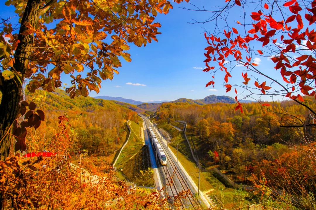 这条高铁近期特别火!除了美景还有不能“辜负”的美食 这条高铁近期特别火!除了美景还有不能“辜负”的美食