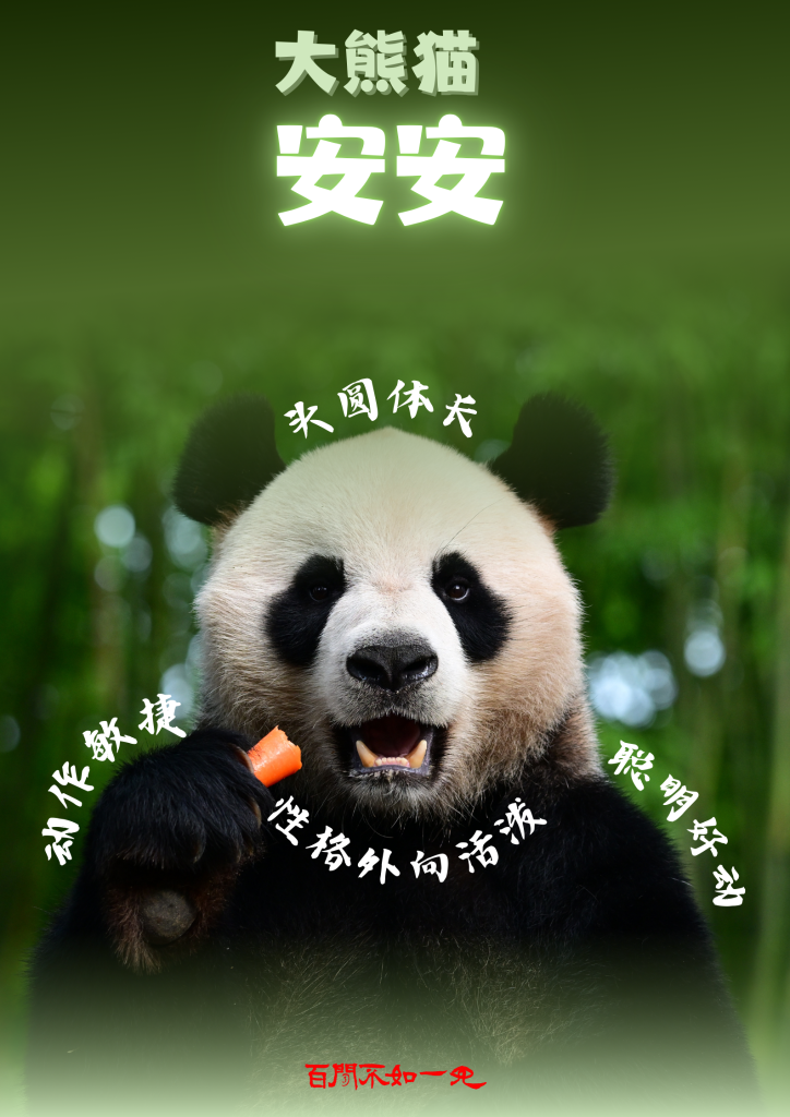 百闻不如一见｜5个关键词揭秘大熊猫赴港全流程