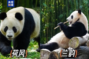 外交部：愿与国际合作伙伴继续在大熊猫等濒危物种保护领域交流合作