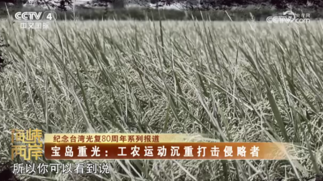 【海峡两岸】纪念台湾光复80周年系列报道——宝岛重光：工农运动沉重打击侵略者_fororder_4f43bf74d4840beb3c73be9b0dc08c70