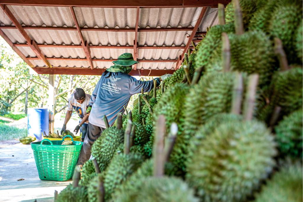从泰国果园到中国市场 一颗榴莲的“北上之旅”