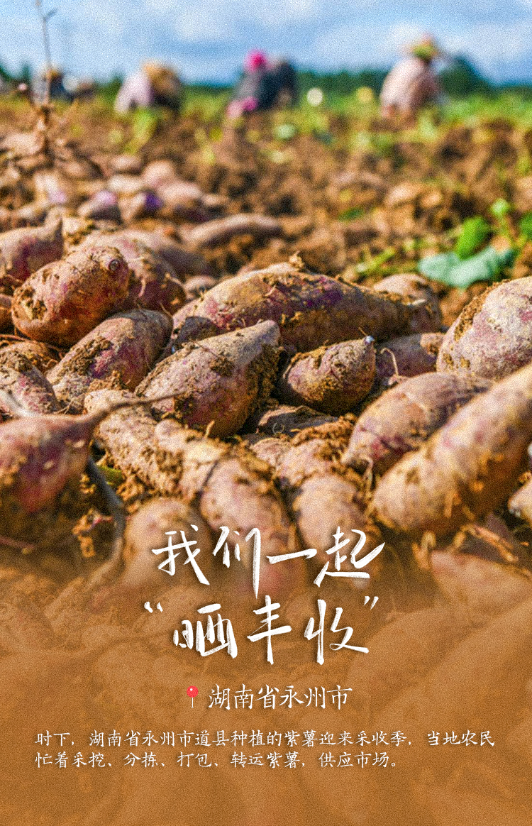 稻花香里说丰年！高清大图邀您共赏华夏“丰”光