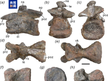 云南大理发现早侏罗世蜥脚型类恐龙新属种 定名“凤鸣祥云龙”