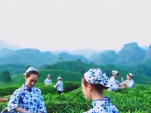 国际茶日来“万里茶道”的起点 赴一场茶香之约