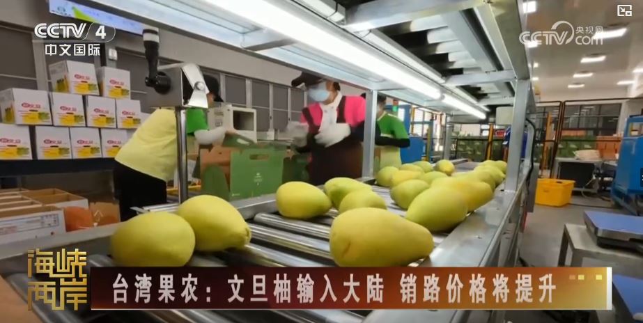 大陸恢復(fù)臺(tái)灣地區(qū)文旦柚輸入彰顯兩岸一家親