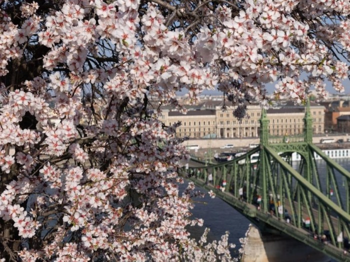 布达佩斯：杏花盛开