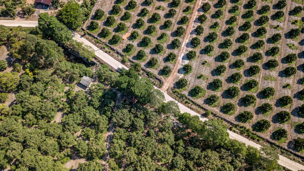 从泰国果园到中国市场 一颗榴莲的“北上之旅”