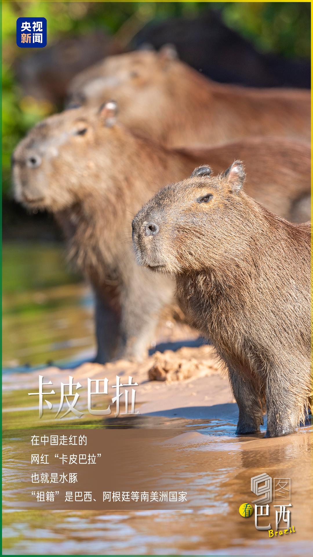 跟着习主席看世界｜9图看巴西