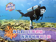 【兩岸新發(fā)現(xiàn)】海島假日生態(tài)體驗：海潛移植珊瑚之旅