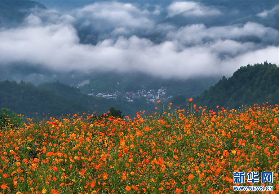 安徽歙县：夏日乡村 花开似海