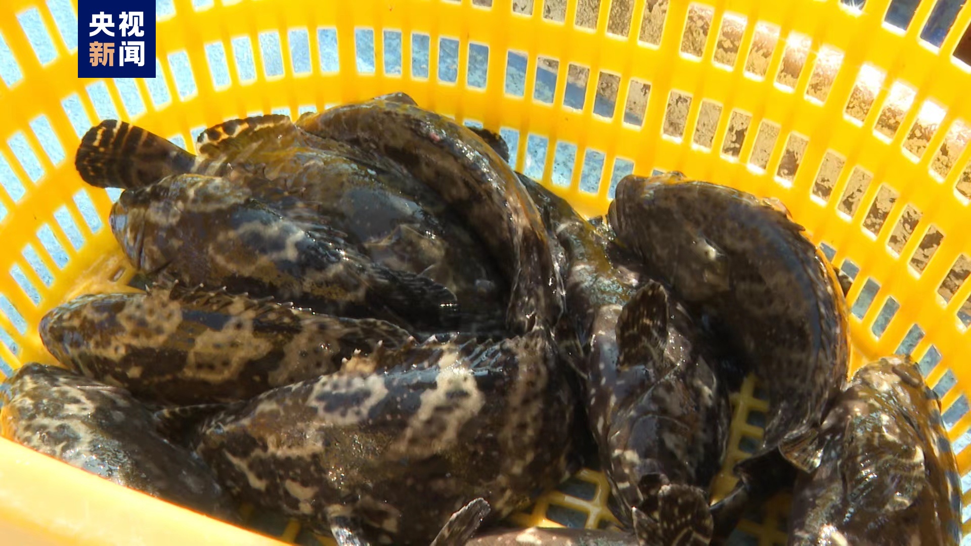 台灣地區石斑魚恢復輸入 首批活魚運抵福建東山港 台灣地區石斑魚恢復輸入 首批活魚運抵福建東山港