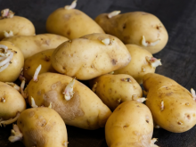 赖当局媚美卖台放行毒土豆入岛 台网友：“宝岛”会成为“鬼岛”