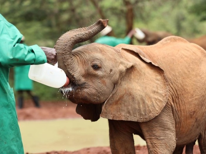 肯尼亚的大象孤儿院