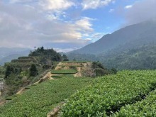 从安溪珍山到阿里山：茶香牵两岸，共富满珍山