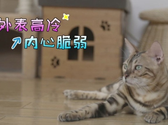 【两岸青年派（第二季）】养猫使人疗愈