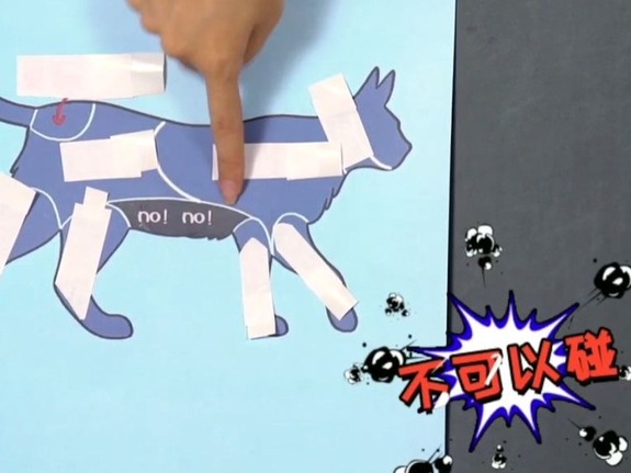 【两岸青年派（第二季）】猫奴测试：猫咪的哪个部位不能摸