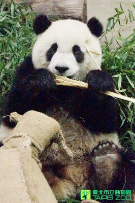 动物园桂竹笋收成 “圆仔”忙啃食不亦乐乎