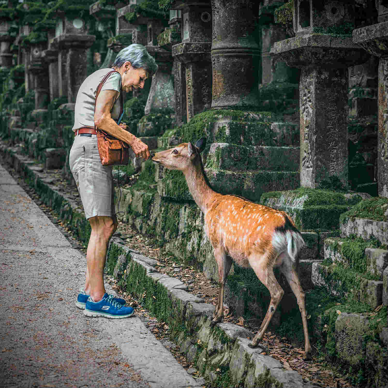 奈良寻鹿 治愈之旅