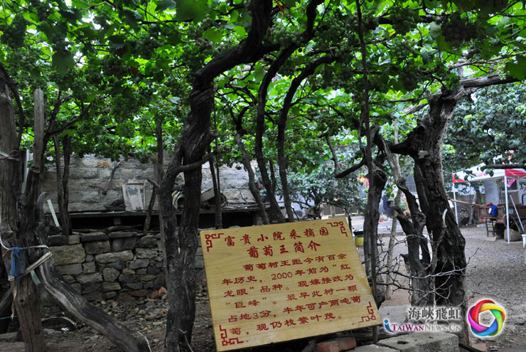 老城新风情——漫步田园中的摘果之趣