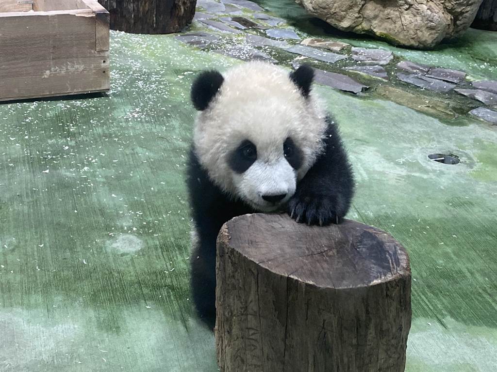 大明星来了！ 大熊猫“圆宝”台北动物园亮相“接客”