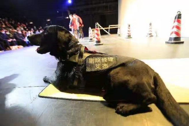 导盲犬进剧场，在细节中看见上海的城市温情